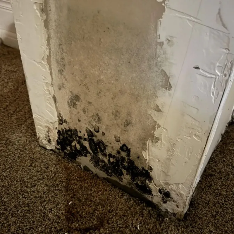 Professional Mold Removal in Bowie County, TX